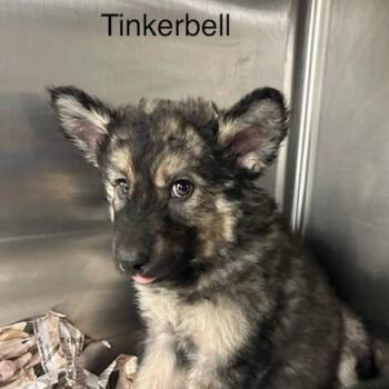 Tinker Bell -  Mixed Breed Dog for Adoption in Knoxville, Tennessee - Tinker Bell | PetCurious