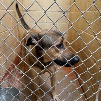 Rescue Shepherd Dogs for Adoption in Douglas, Arizona - (CCSO) Hank | PetCurious