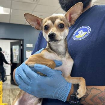 Bambii -  Chihuahua and Mixed Breed Dog for Adoption in Newark, New Jersey - Bambii | PetCurious