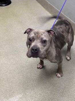 Pit Bull Terrier Dogs Available for Adoption in Las Vegas, Nevada - LUCKY | PetCurious