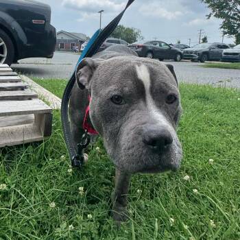 Rocco -  American Bulldog Dog for Adoption - Rocco | PetCurious