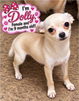 Dolly -  Pomeranian and Chihuahua Dog for Adoption in Cedarburg, Wisconsin - Dolly | PetCurious