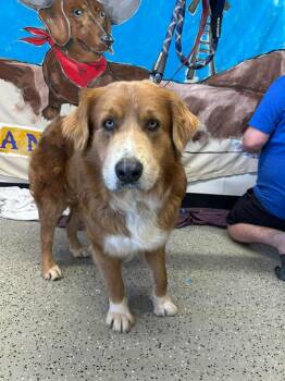 Great Pyrenees and Bernese Mountain Dog Dogs Available for Adoption - Odin $475 | PetCurious