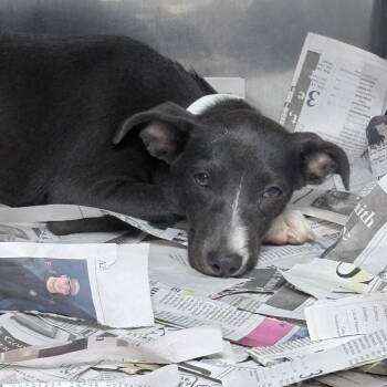 Ponta -  Pit Bull Terrier Dog for Adoption in Birmingham, Alabama - Ponta | PetCurious