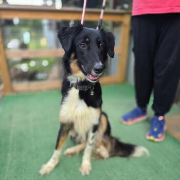 Border Collie Dogs Available for Adoption in Hinesville, Georgia - Charlie | PetCurious