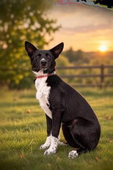 847-26 -  Border Collie Dog for Adoption in Brighton, Colorado - 847-26 | PetCurious