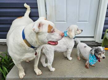 Rescue Pit Bull Terrier Dogs for Adoption in Sellersburg, Indiana - Heyboy | PetCurious