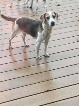 Arlette - Fostered in Omaha -  Beagle Dog for Adoption in Overland Park, Kansas - Arlette - Fostered In Omaha | PetCurious