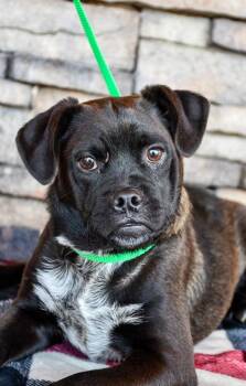 Duke 2 -  Pug and Mixed Breed Dog for Adoption in Yakima, Washington - Duke 2 | PetCurious
