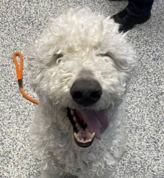 Standard Poodle Dogs Available for Adoption - Odie | PetCurious