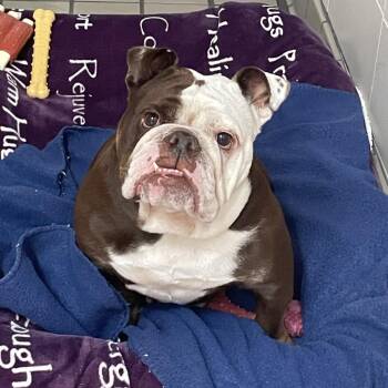 BonBon -  English Bulldog Dog for Adoption in Wantagh, New York - BonBon | PetCurious
