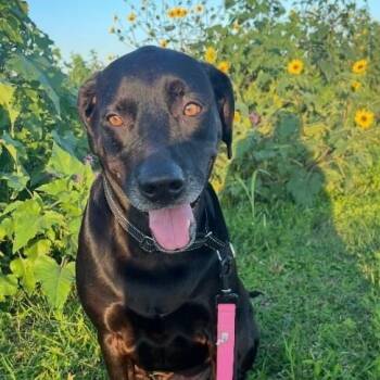 Gracie Soderstorm -  Black Labrador Retriever and Coonhound Dog for Adoption in Friendswood, Texas - Gracie Soderstorm | PetCurious