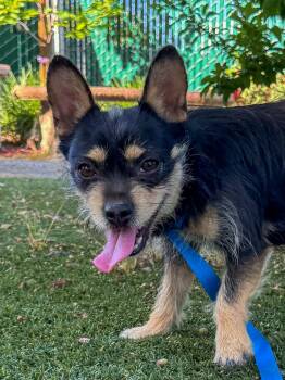 Terrier Dogs Available for Adoption in Fresno, California - BUBBA | PetCurious