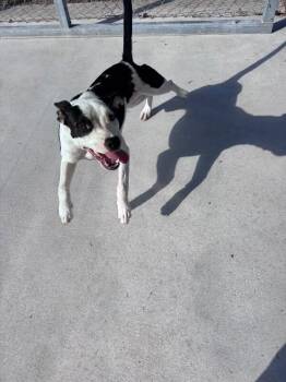 Bailey -  Pit Bull Terrier Dog for Adoption in Burgaw, North Carolina - Bailey | PetCurious