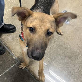 Jupiter -  Mixed Breed Dog for Adoption in Chicago, Illinois - Jupiter | PetCurious