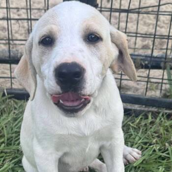 Rescue Yellow Labrador Retriever Dogs for Adoption in Baton Rouge, Louisiana - Hulk | PetCurious