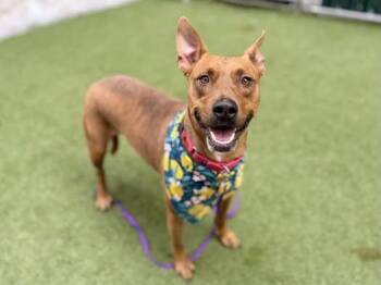 Foxy -  American Staffordshire Terrier Dog for Adoption in New York, New York - Foxy | PetCurious
