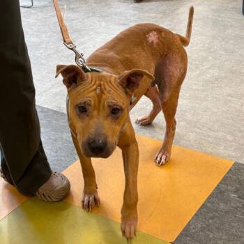 Hazel -  Mixed Breed Dog for Adoption in Philadelphia, Pennsylvania - Hazel | PetCurious