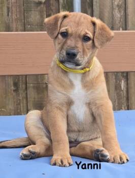 German Shepherd Dog and Labrador Retriever Dogs Available for Adoption - Yanni | PetCurious
