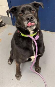 CAULDRON -  Labrador Retriever and German Shepherd Dog Dog for Adoption in Peoria, Illinois - CAULDRON | PetCurious