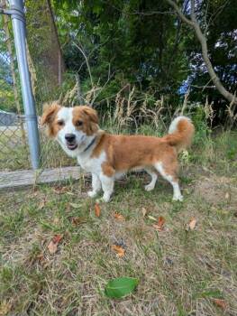 Dudley -  Corgi and Brittany Spaniel Dog for Adoption in Brockton, Massachusetts - Dudley | PetCurious