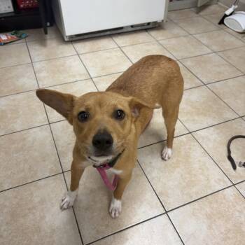 Liberty -  Terrier Dog for Adoption in Pekin, Illinois - Liberty | PetCurious