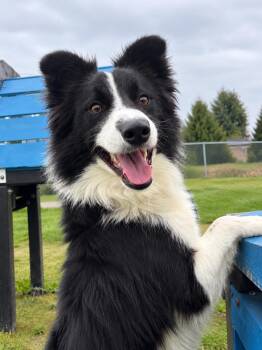 Gonzo -  Border Collie Dog for Adoption in Wooster, Ohio - Gonzo | PetCurious