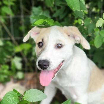Rescue Great Pyrenees and Mixed Breed Dogs for Adoption in Austin, Texas - Mudbug AL | PetCurious