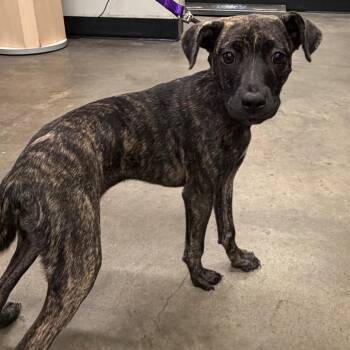 Piper -  Feist and Mixed Breed Dog for Adoption in Tampa, Florida - Piper | PetCurious