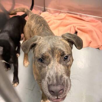 Ghost -  Mixed Breed Dog for Adoption in Davenport, Iowa - Ghost | PetCurious