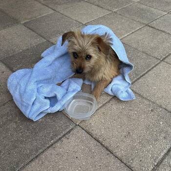 Yorkshire Terrier Dogs Available for Adoption - Poppy | PetCurious