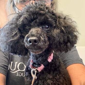 Jax -  Miniature Poodle Dog for Adoption in Freeport, Florida - Jax | PetCurious
