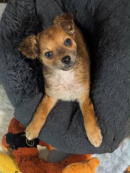 Sammy -  Pomeranian and Maltese Dog for Adoption in Maiden, North Carolina - Sammy | PetCurious