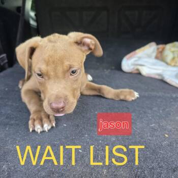 Jason -  Pit Bull Terrier and Mixed Breed Dog for Adoption in Livingston, Texas - Jason | PetCurious