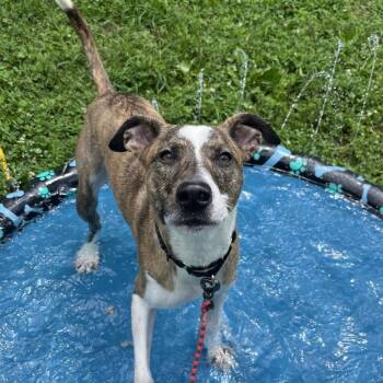 Ed -  Mountain Cur and Pit Bull Terrier Dog for Adoption in Nashville, Tennessee - Ed | PetCurious