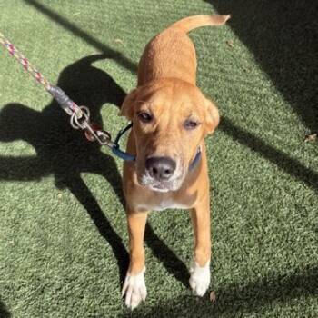 Rescue Mixed Breed Dogs for Adoption in Dallas, Texas - Nutmeg | PetCurious