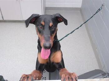 Doberman Pinscher and Mixed Breed Dogs Available for Adoption - CRUSHER | PetCurious