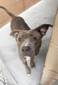 Rescue American Staffordshire Terrier Dogs for Adoption in Perth Amboy, New Jersey - Gina | PetCurious