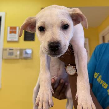 Labrador Retriever Dogs Available for Adoption - Jack 7393 | PetCurious