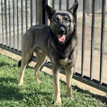 GHOST -  Belgian Shepherd Malinois and Mixed Breed Dog for Adoption in Riverside, California - GHOST | PetCurious