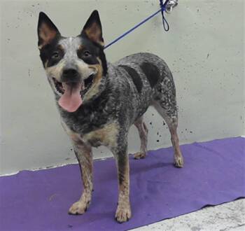 A2080386 -  Australian Cattle Dog Blue Heeler and Mixed Breed Dog for Adoption in Houston, Texas - A2080386 | PetCurious
