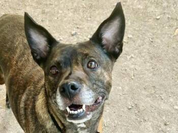 Ally -  Mixed Breed Dog for Adoption in Georgetown, Texas - Ally | PetCurious