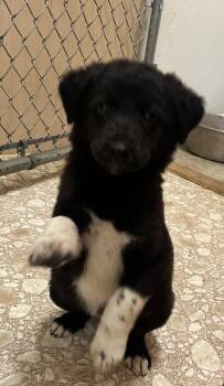 Rescue Border Collie Dogs for Adoption in Yellville, Arkansas - Sweet Pea | PetCurious
