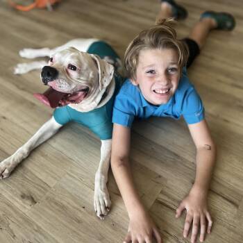 Lelo -  Boxer Dog for Adoption in Torrance, California - Lelo | PetCurious