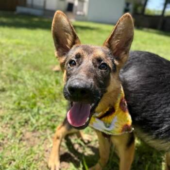 Fern the Gentle Soul -  German Shepherd Dog and Dutch Shepherd Dog for Adoption in Friendswood, Texas - Fern The Gentle Soul | PetCurious
