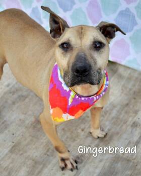 Gingerbread -  Pit Bull Terrier Dog Available for Adoption in Gautier, Mississippi - Gingerbread | PetCurious