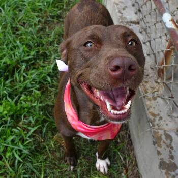 Bea -  Pit Bull Terrier and Labrador Retriever Dog for Adoption in Beaumont, Texas - Bea | PetCurious