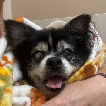 Rescue Mixed Breed Dogs for Adoption in Jacksonville, Florida - Prince | PetCurious