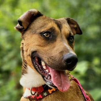 Shepherd and Mixed Breed Dogs Available for Adoption - JoJo | PetCurious