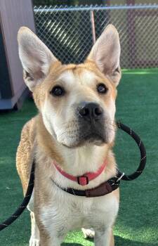Rescue Shar Pei and Beagle Dogs for Adoption in Burbank, California - Lola | PetCurious
